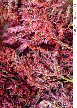 Dried amaranth flowers. Branches flowers and leaves of red and yellow amaranth. Herbarium. 107725341