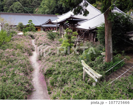 高所撮影用三脚Bi‐rodにて撮影した萩寺・最明寺の萩【香川県高松市塩江町】2023-3 107725666