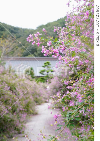 萩寺・最明寺の萩【香川県高松市塩江町】2023 萩寺・最明寺の萩【香川県高松市塩江町】2023 107725667