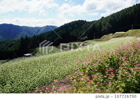 島ヶ峰の蕎麦畑【香川県仲多度郡まんのう町川東】5 107726700