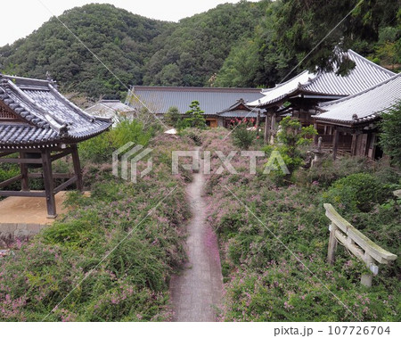 高所撮影用三脚Bi‐rodにて撮影した萩寺・最明寺の萩【香川県高松市塩江町】2023-5 高所撮影用三脚Bi‐rodにて撮影した萩寺・最明寺の萩【香川県高松市塩江町】2023-5 107726704
