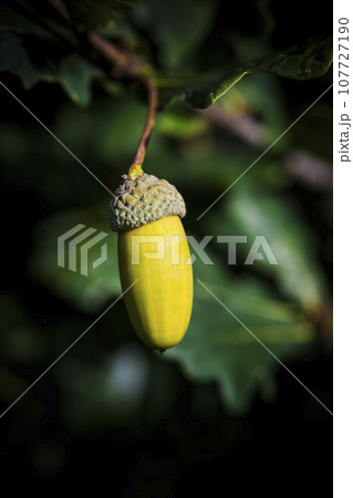 Solitary acorn growing in sunshine against dark background 107727190