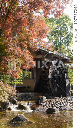 香川用水記念公園の紅葉【香川県三豊市】2022-3 107727240