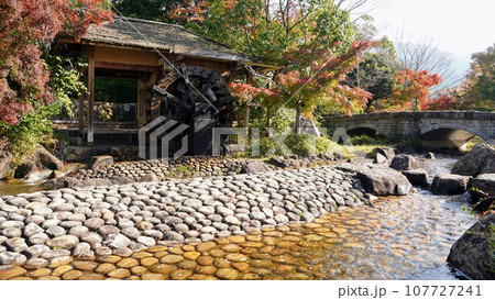 香川用水記念公園の紅葉【香川県三豊市】2022-4 香川用水記念公園の紅葉【香川県三豊市】2022-4 107727241