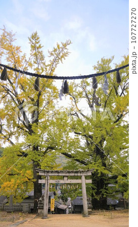 岩部八幡神社の銀杏2022【香川県高松市塩江町】2 107727270