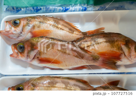 メバル ウスメバル メバル ウスメバル 107727516