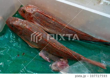 ホウボウ　ほうぼう　鮮魚　市場 107727593