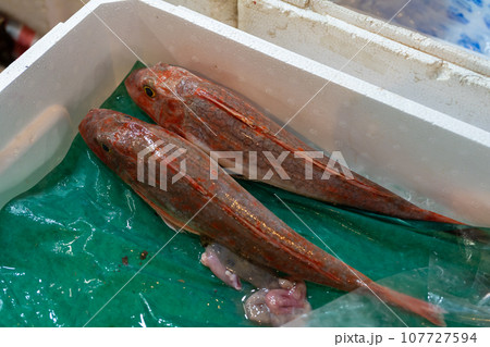 ホウボウ ほうぼう 鮮魚 市場 ホウボウ ほうぼう 鮮魚 市場 107727594
