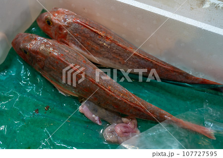 ホウボウ ほうぼう 鮮魚 市場 ホウボウ ほうぼう 鮮魚 市場 107727595