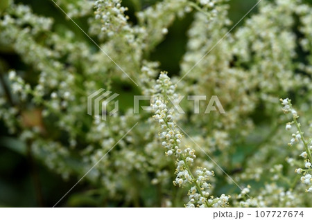 ヌルデの花 ヌルデの花 107727674