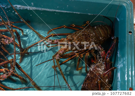 イセエビ、伊勢海老、いせえび、エビ、えび、海老 107727682