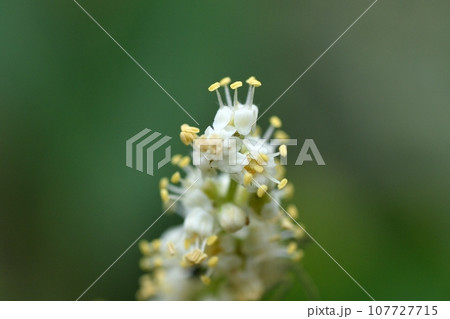 ヌルデの花 107727715