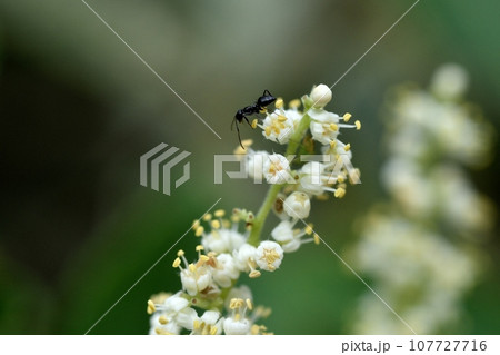 ヌルデの花 ヌルデの花 107727716