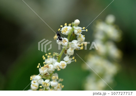 ヌルデの花 107727717