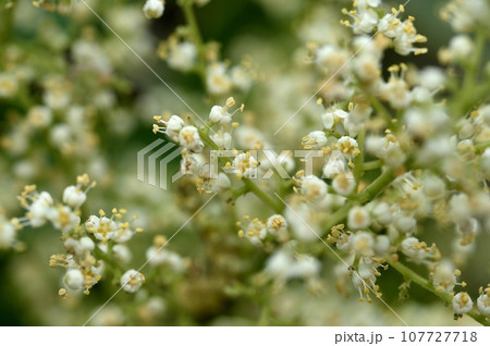 ヌルデの花 ヌルデの花 107727718