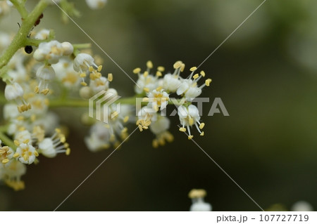 ヌルデの花 107727719