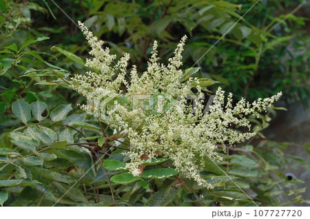 ヌルデの花 107727720