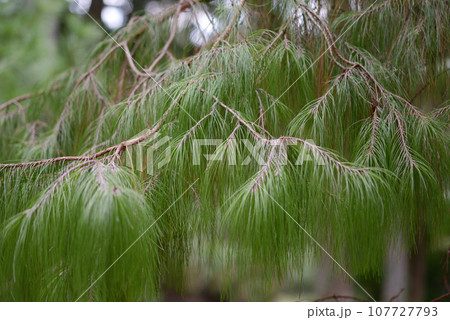 ウンナンマツ 葉模様 ウンナンマツ 葉模様 107727793