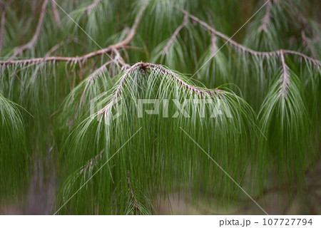 ウンナンマツ 葉模様 ウンナンマツ 葉模様 107727794