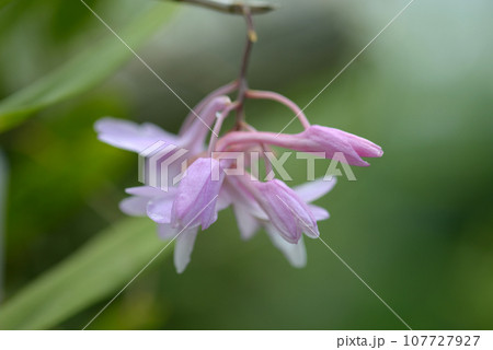 デンドロビウム・ムタビレ 107727927