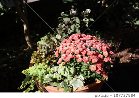 秋の花マムの寄せ植え 107727984