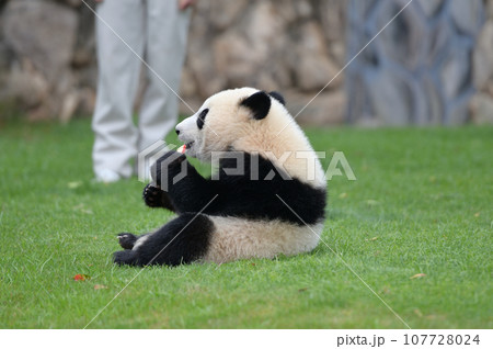 おいしそうにおやつを食べる優浜 107728024