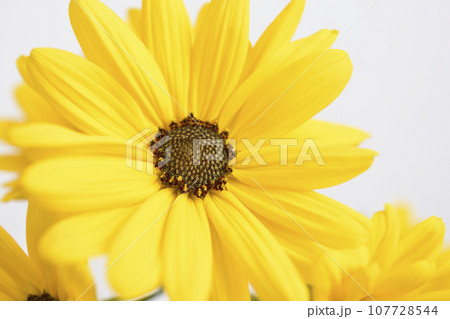 柳葉向日葵 107728544