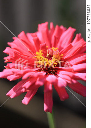 ジニア 0310 ジニア 0310 107728885