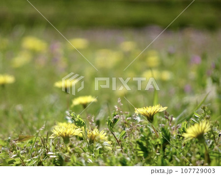 野原のタンポポ 107729003