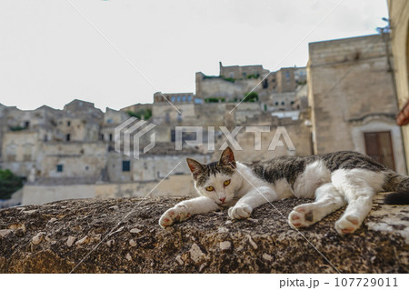 マテーラのネコ 107729011