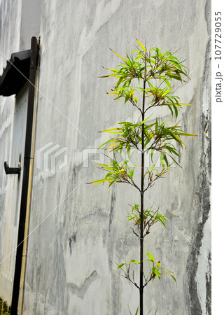 滋賀県 近江八幡のかわらミュージアム 滋賀県 近江八幡のかわらミュージアム 107729055