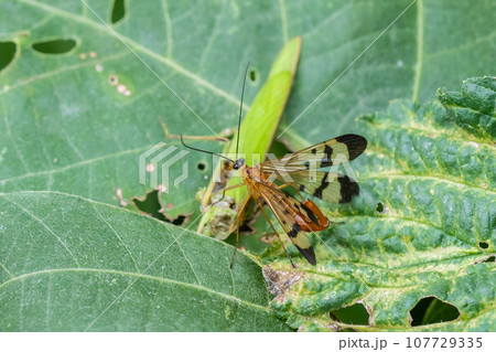 バッタを捕食するシリアゲムシ 107729335