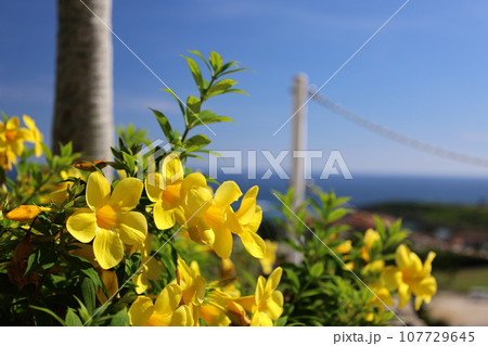 南国の海を背景にした黄色いアリアケカズラの花（Allamanda cathartica） 107729645