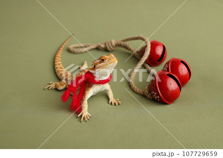 Bearded dragon, pogona vitticeps, isolated on green background, Tiger Pattern Morphs. Professional studio macro photography. Red New Year's scarf. New Year card. New Year's red three bells Bearded dragon, pogona vitticeps, isolated on green background, Tiger Pattern Morphs. Professional studio macro photography. Red New Year's scarf. New Year card. New Year's red three bells 107729659