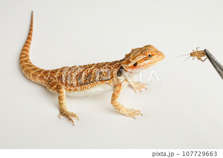 Bearded dragon, pogona vitticeps, isolated on white background, Tiger Pattern Morphs. Professional studio macro photography Feeding a lizard grasshoppers and crickets using metal tweezers. Bearded dragon, pogona vitticeps, isolated on white background, Tiger Pattern Morphs. Professional studio macro photography Feeding a lizard grasshoppers and crickets using metal tweezers. 107729663