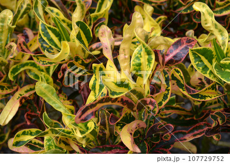 葉模様　自然の造形 107729752