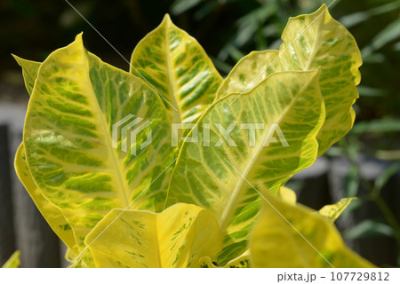 葉模様　自然の造形 107729812