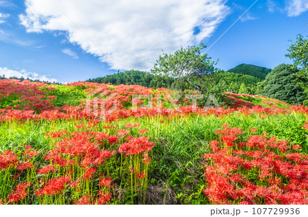 栃木県那須町 簑沢彼岸花公園 栃木県那須町 簑沢彼岸花公園 107729936