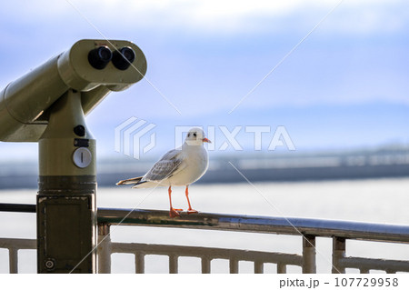 フェリー航海船内風景(望遠鏡と海鳥) フェリー航海船内風景(望遠鏡と海鳥) 107729958