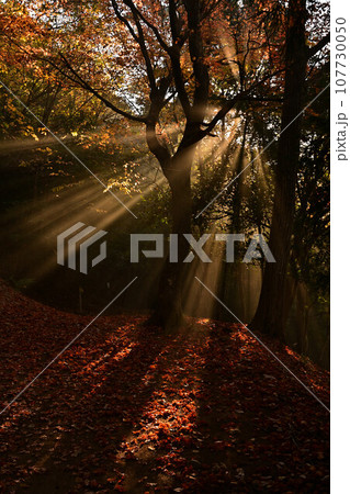 黒井城跡の紅葉 黒井城跡の紅葉 107730050