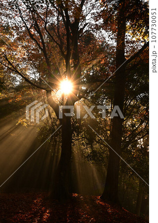 黒井城跡の紅葉 107730051