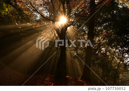 黒井城跡の紅葉 107730052