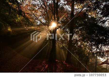 黒井城跡の紅葉 黒井城跡の紅葉 107730053