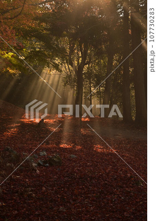 黒井城跡の紅葉 黒井城跡の紅葉 107730283