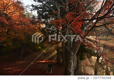 黒井城跡の紅葉 黒井城跡の紅葉 107730288