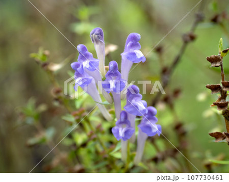 コガネバナ 107730461