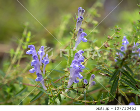 コガネバナ 107730463