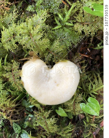 苔の中から顔を出す可愛いハート型の真っ白きのこ 107730539
