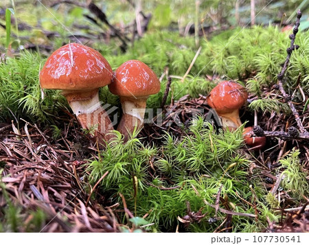 苔の中から顔を出す艶やかで可愛いハナイグチ 苔の中から顔を出す艶やかで可愛いハナイグチ 107730541