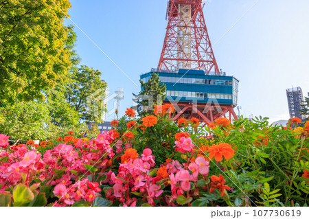 紅葉した葉と花とさっぽろテレビ塔 紅葉した葉と花とさっぽろテレビ塔 107730619